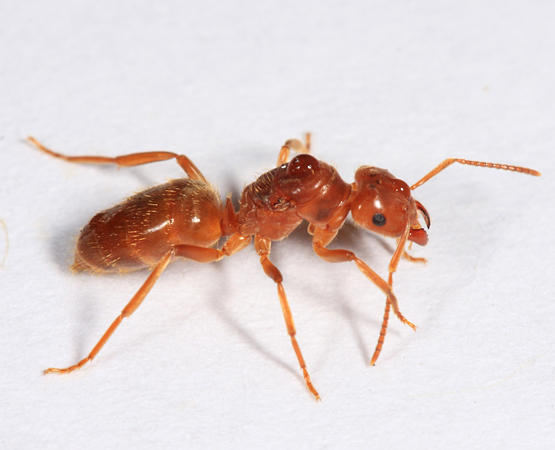 File:Lasius subumbratus queen, Berlin, New Hampshire (Tom Murray).JPG