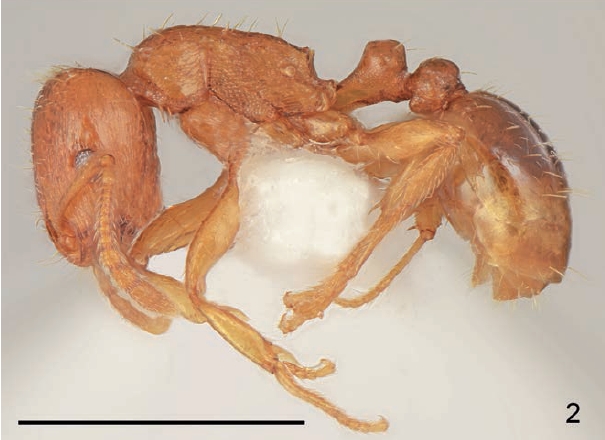 File:Tetramorium galaticum F2.jpg