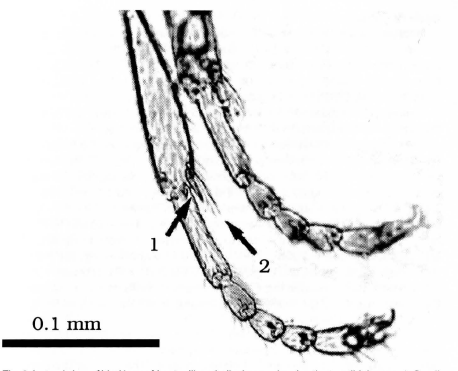 File:Fig. 2. Lopez et al. 1994, lateral view of hind legs leptanilla zaballosi.png