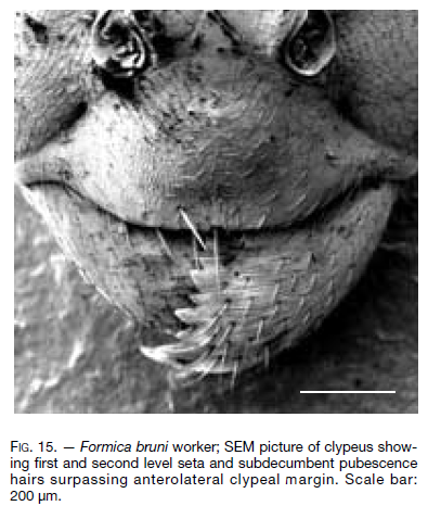 File:Seifert 2000 Fig 15.png