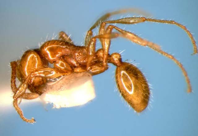 File:Aenictus lifuiae side (www.niaes.affrc.go.jp).jpg