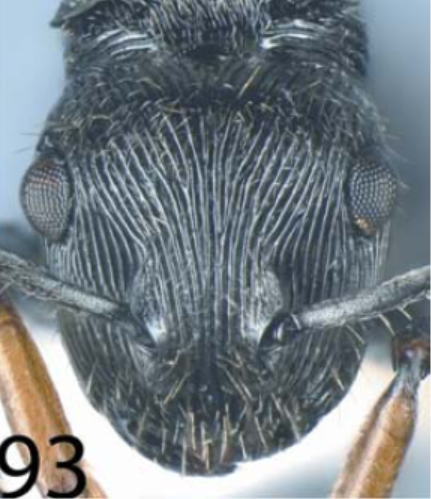 File:Polyrhachis retusa H.png