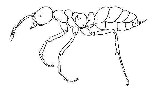 File:Mackay and Mackay 2008 Simopelta48.jpg