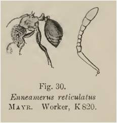Enneamerus reticulatus.jpg