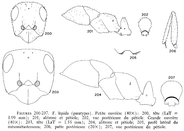 File:Francoeur 1973 200-207 lepida.jpg