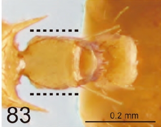 File:Crematogaster vieti petiole.jpg