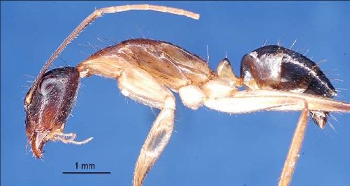 File:Camponotus crozieri minor P.jpg