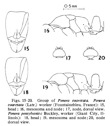 File:Taylor 1967 Ponera fig 15-20.jpg