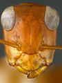 File:Ant small head6.jpg