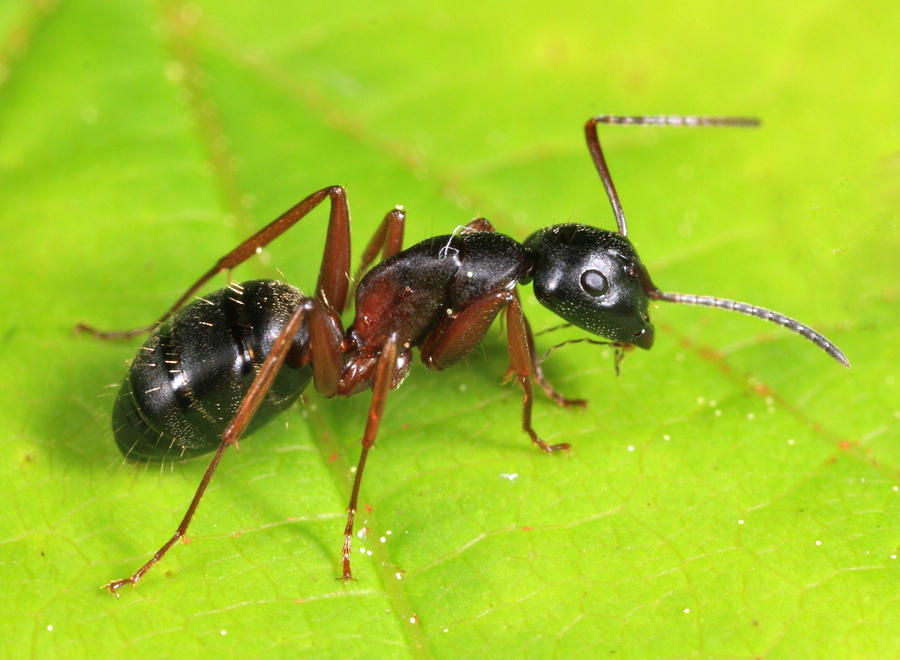 Camponotus_herculeanus%2C_Berlin%2C_New_