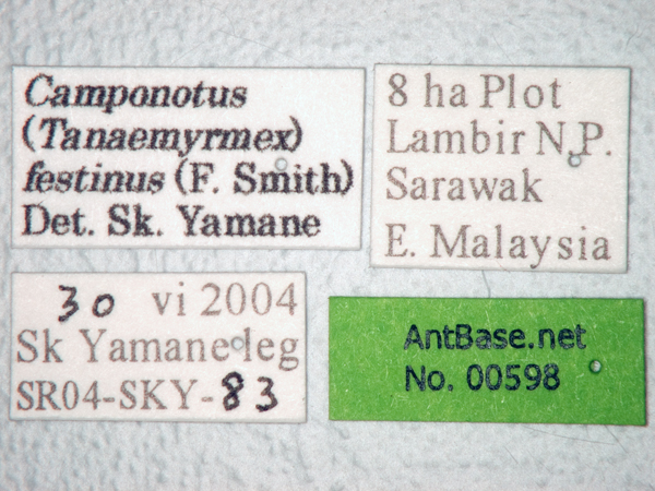 File:Camponotus-festinus-label-am.jpg