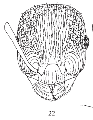 File:T. alinae 22.jpg