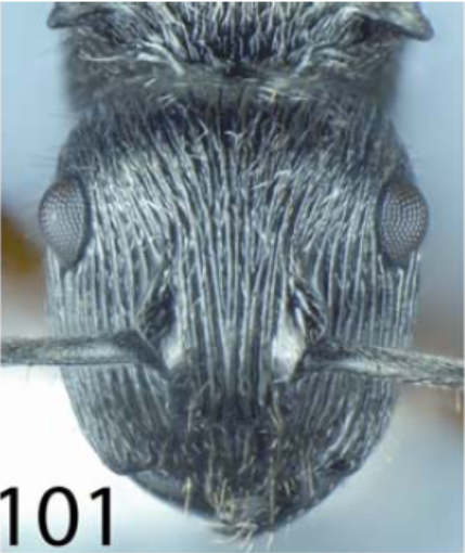 File:Polyrhachis snellingi H.png