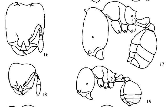 File:Xu C actuspina.jpg