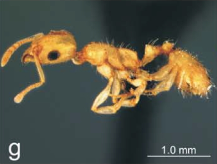 File:Nesomyrmex cederbergensis P.jpg