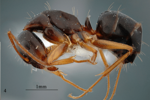 File:Fig. 4, Karaman et al. 2017, C. praegracilis, minor worker, body in profile.png