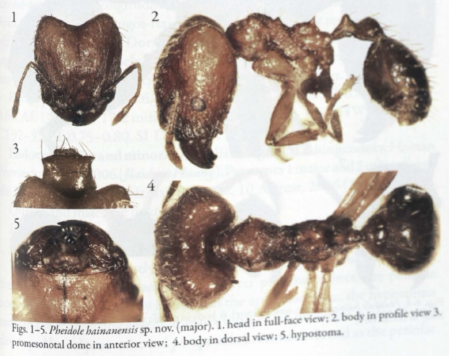 File:Chen at al. 2011 Pheidole hainensis major.jpg