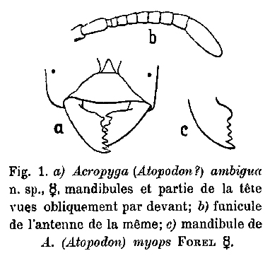 File:Acropyga ambigua Emery 1922.jpg