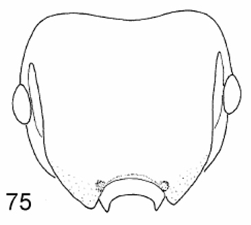 File:Meranoplus mcarthuri h.jpg