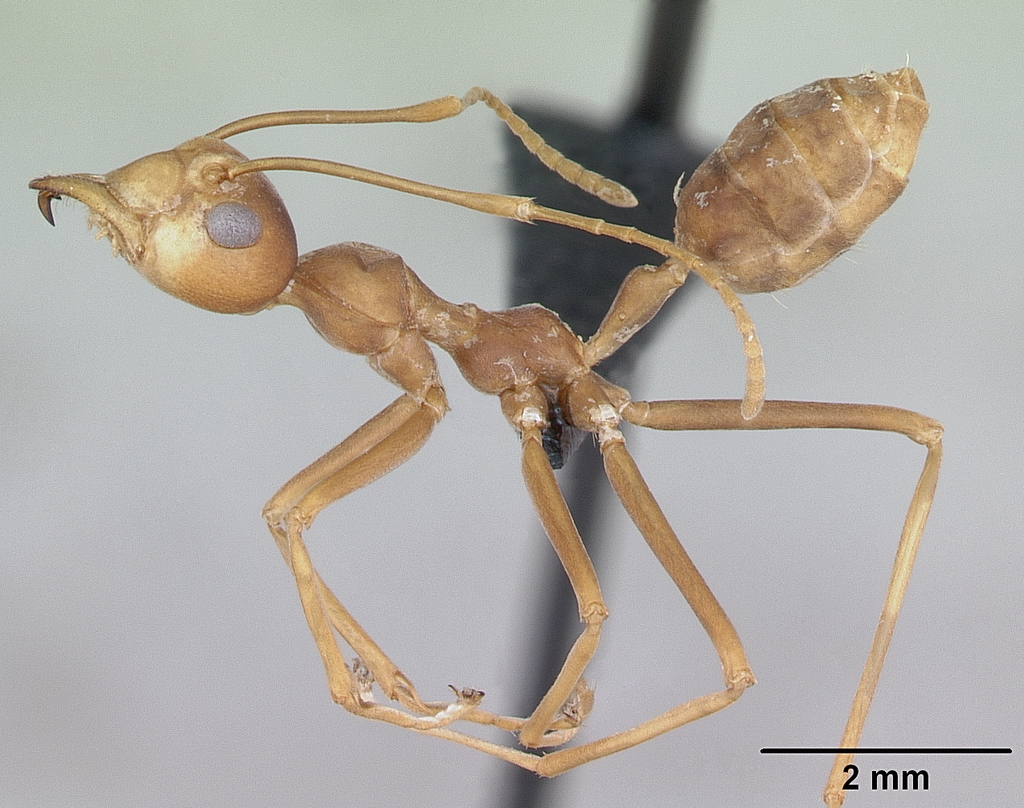 Photo of Oechophylla smaragdina. Note the length of the petiole compared to A. gracilipes. By April Nobile. Used under CC BY-SA 3.0