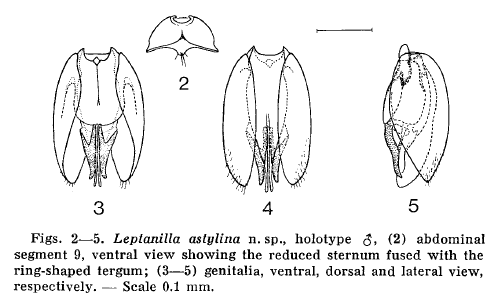 File:Petersen Leptanilla astylina 2-5.png