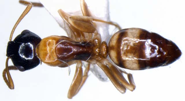 File:Camponotus yamaokai top (www.niaes.affrc.go.jp).jpg