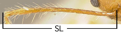 Pheidole character meas sl.jpg