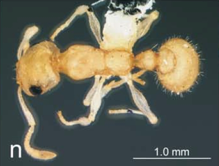 File:Nesomyrmex ezantsi D.jpg