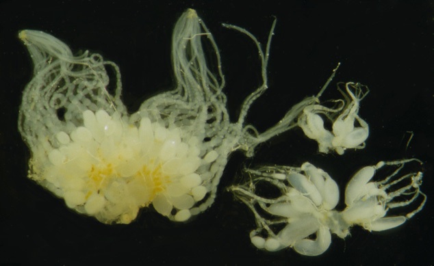 File:Myrmecia gulosa ovaries (Christian Peeters).jpg