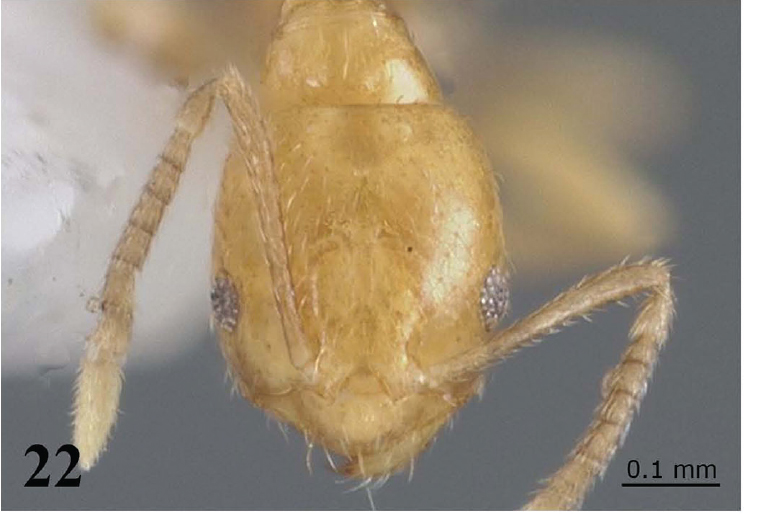 File:Ortiz Brachymyrmex-delabiei.jpg