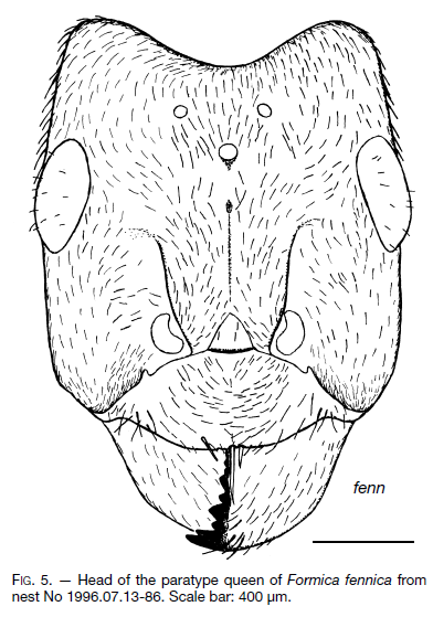 File:Seifert 2000 Fig 5.png