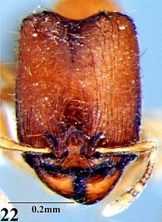 File:Akbar, S.A., Bharti, H. 2017. A new species of the ant genus Carebara from India, Fig. 22.jpg