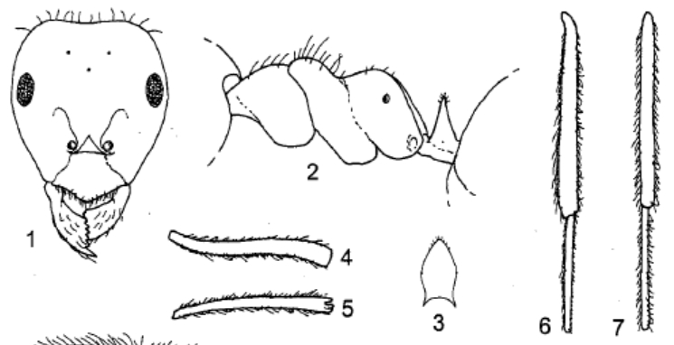 File:Lasius nipponensis figs 1-7.jpg