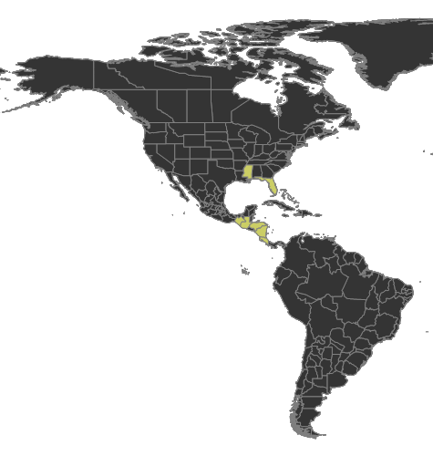 File:Cryptopone gilva Distribution.png