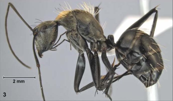 File:Camponotus royi P.jpg