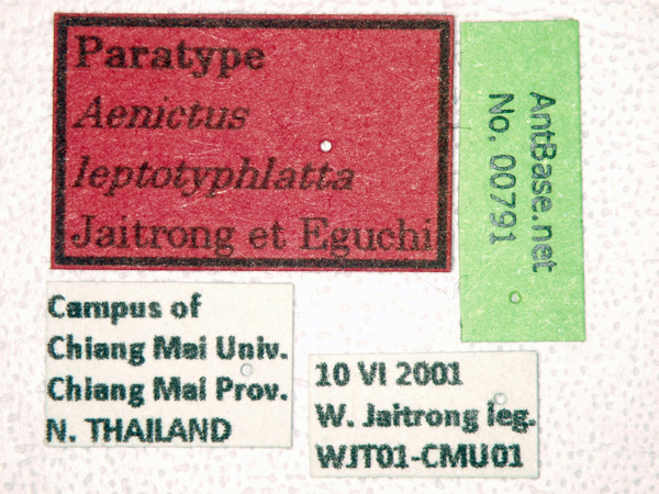 File:Aenictus-leptotyphlatta-label-am.jpg