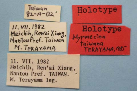 File:Myrmecina taiwana labels (www.niaes.affrc.go.jp).jpg