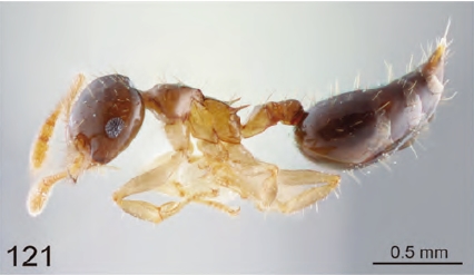 File:Crematogaster sundalandensis P.jpg