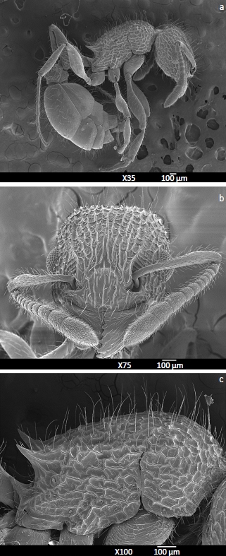 T notomelanum Fig 1.jpg