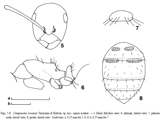 File:Camponotus iwoensis fig 5-8.png