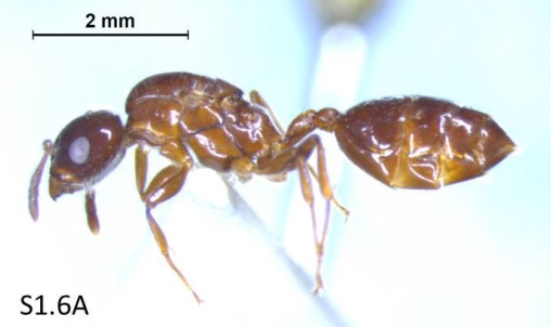 File:Crematogaster maryatii F1.6A.jpg