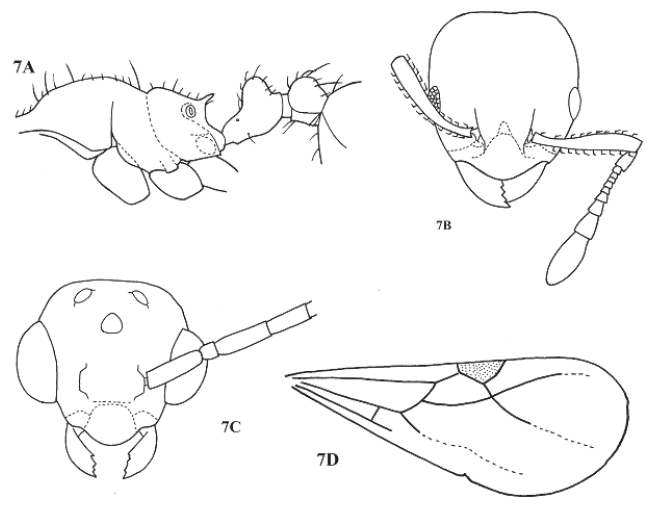 File:Allomerus vogeli.png