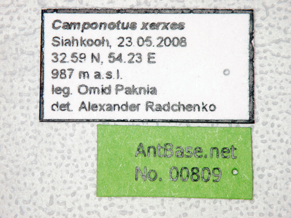 File:Camponotus-xerxes-label-am.jpg