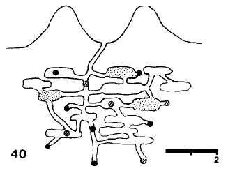 File:Monomorium minimum nest.jpg