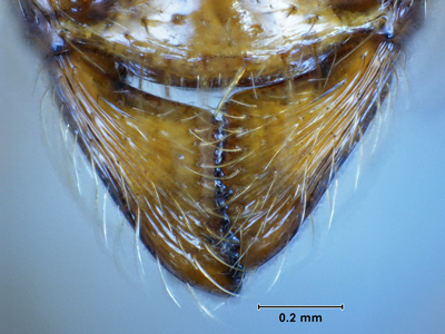 File:Aphaenogaster Australian key 3b.jpg