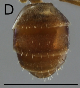 File:Proformica nasuta 6d.jpg