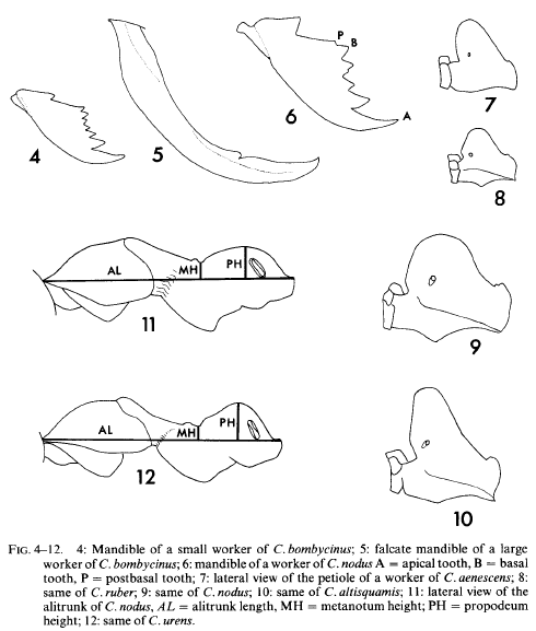 File:Agosti 1990 cataglyphis 4 12.png