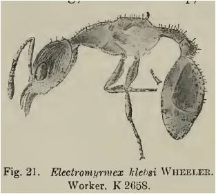 File:Electromyrmex klebsi.jpg