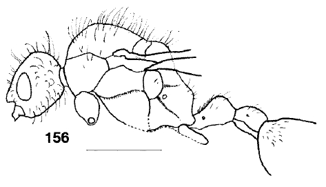 File:Monomorium whitei male F156.jpg