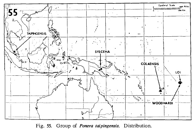 File:Taylor 1967 Ponera fig 55.jpg